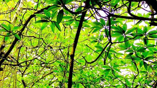 Sri Lanka Images, Self guided Travel Guide to Sri Lanka